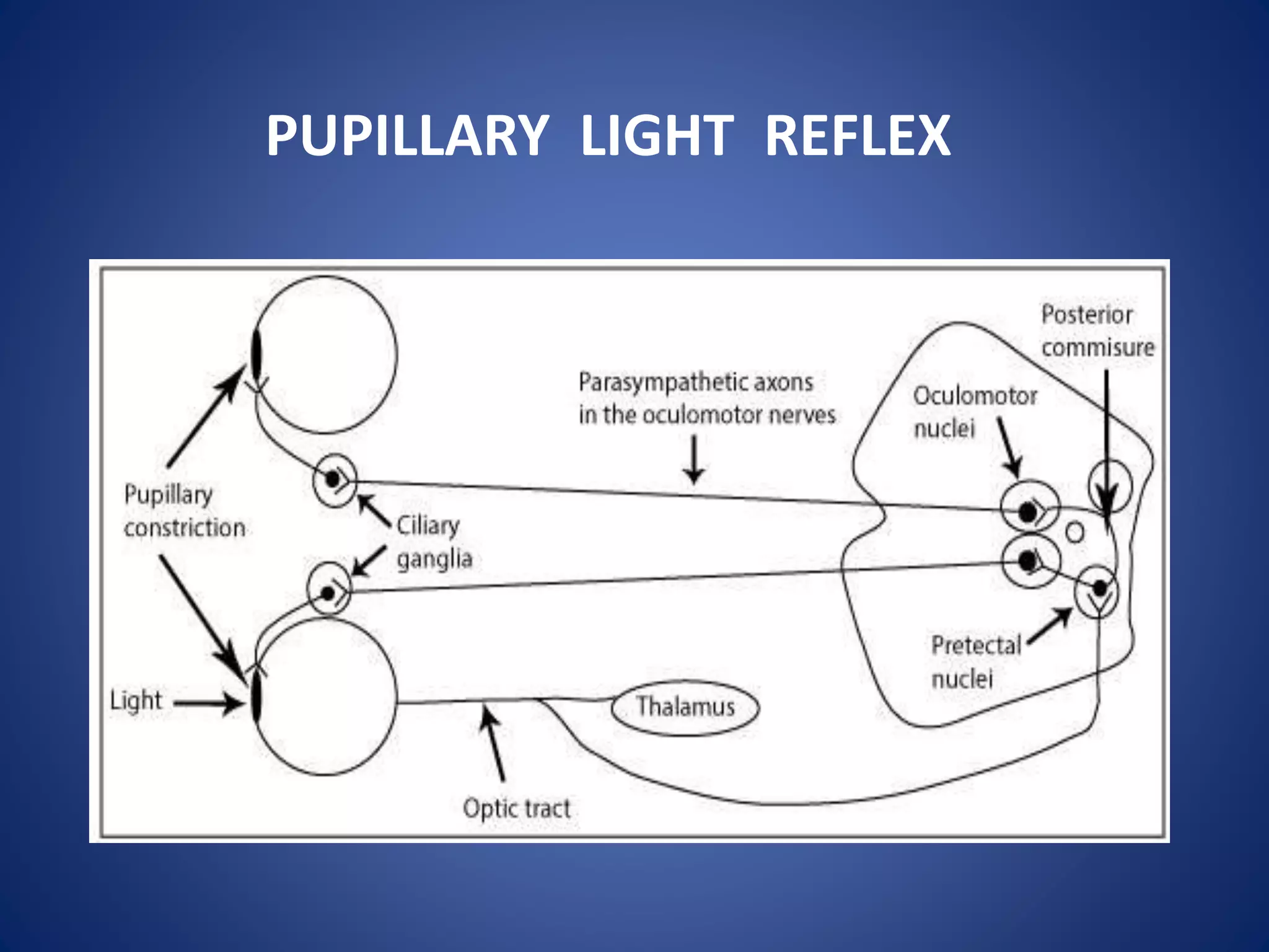 PUPILLARY LIGHT REFLEX
 