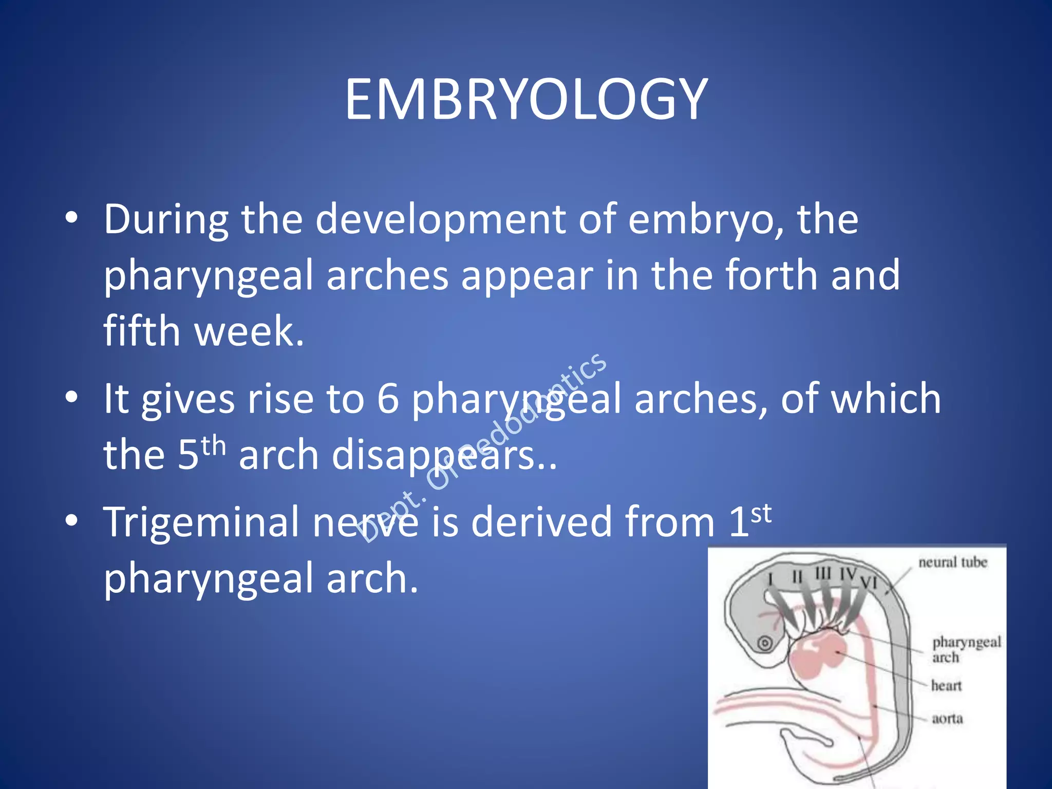EMBRYOLOGY
• During the development of embryo, the
pharyngeal arches appear in the forth and
fifth week.
• It gives rise to 6 pharyngeal arches, of which
the 5th arch disappears..
• Trigeminal nerve is derived from 1st
pharyngeal arch.
 
