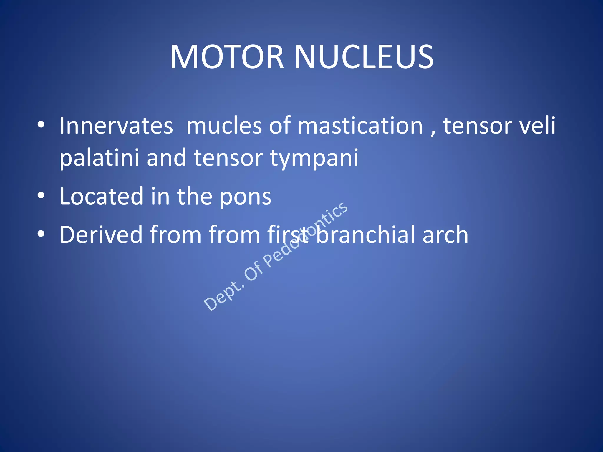 MOTOR NUCLEUS
• Innervates mucles of mastication , tensor veli
palatini and tensor tympani
• Located in the pons
• Derived from from first branchial arch
 