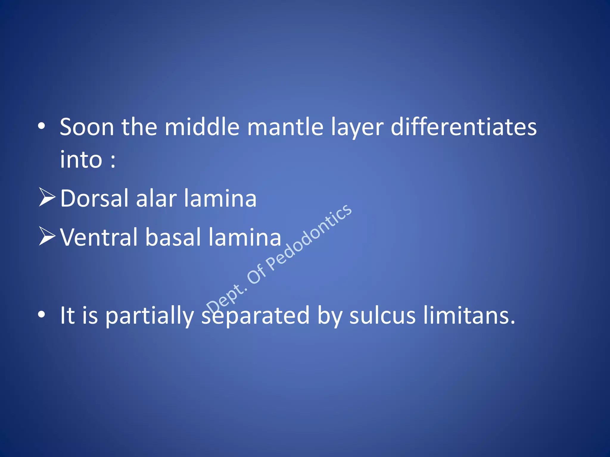 • Soon the middle mantle layer differentiates
into :
Dorsal alar lamina
Ventral basal lamina
• It is partially separated by sulcus limitans.
 