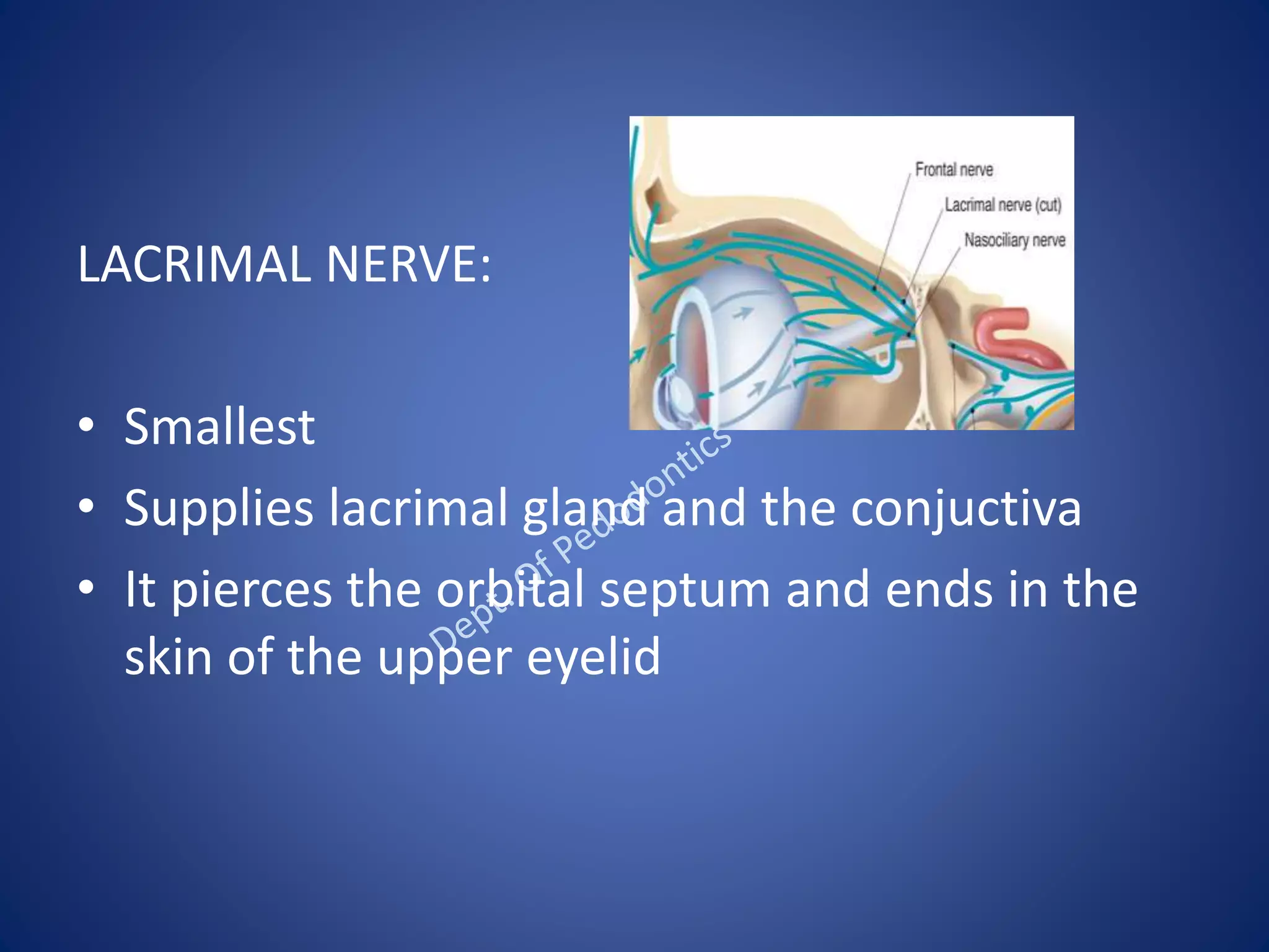 LACRIMAL NERVE:
• Smallest
• Supplies lacrimal gland and the conjuctiva
• It pierces the orbital septum and ends in the
skin of the upper eyelid
 