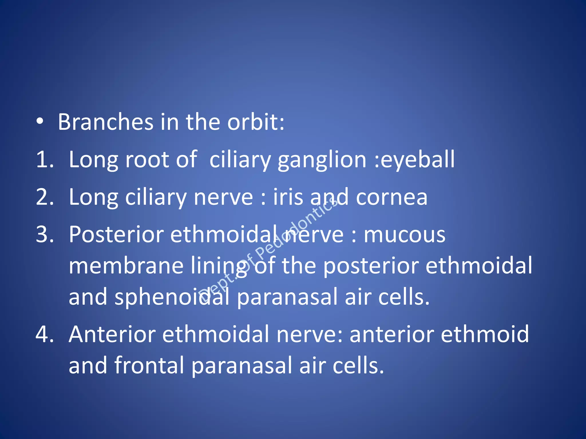 • Branches in the orbit:
1. Long root of ciliary ganglion :eyeball
2. Long ciliary nerve : iris and cornea
3. Posterior ethmoidal nerve : mucous
membrane lining of the posterior ethmoidal
and sphenoidal paranasal air cells.
4. Anterior ethmoidal nerve: anterior ethmoid
and frontal paranasal air cells.
 