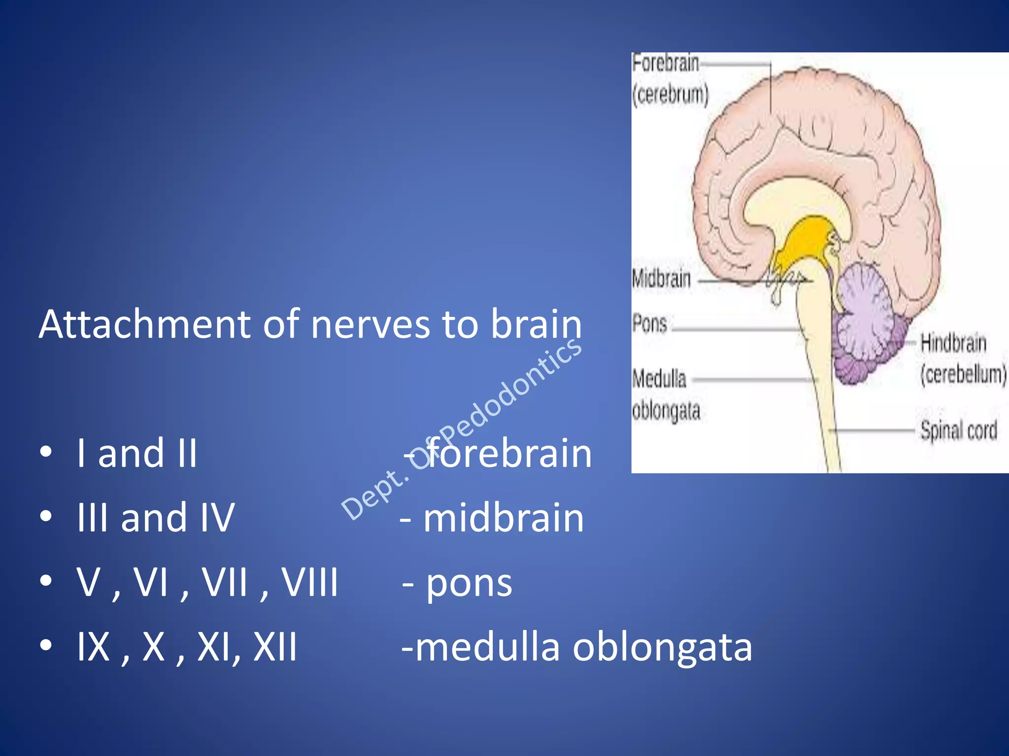 Attachment of nerves to brain
• I and II - forebrain
• III and IV - midbrain
• V , VI , VII , VIII - pons
• IX , X , XI, XII -medulla oblongata
 