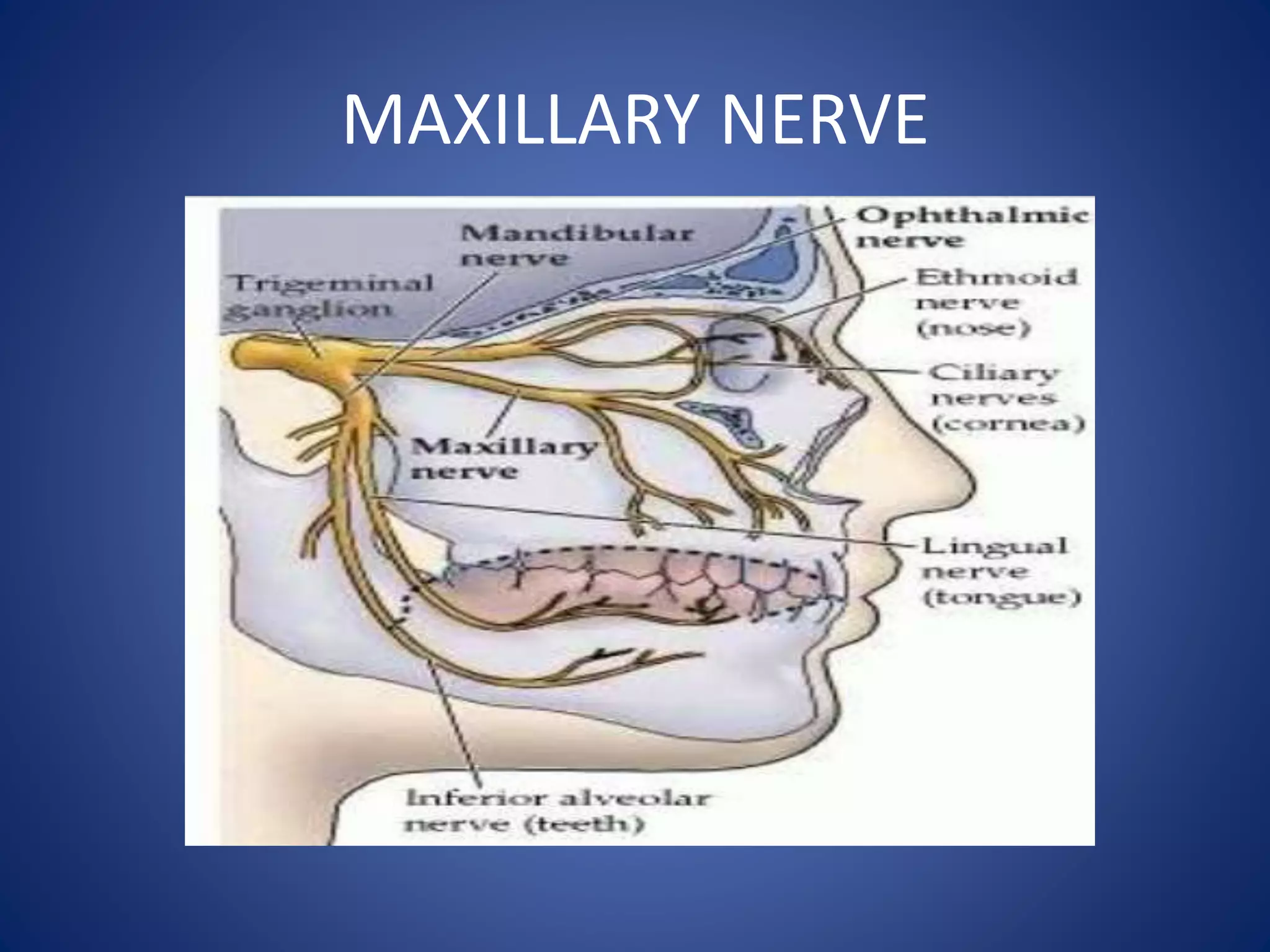 MAXILLARY NERVE
 