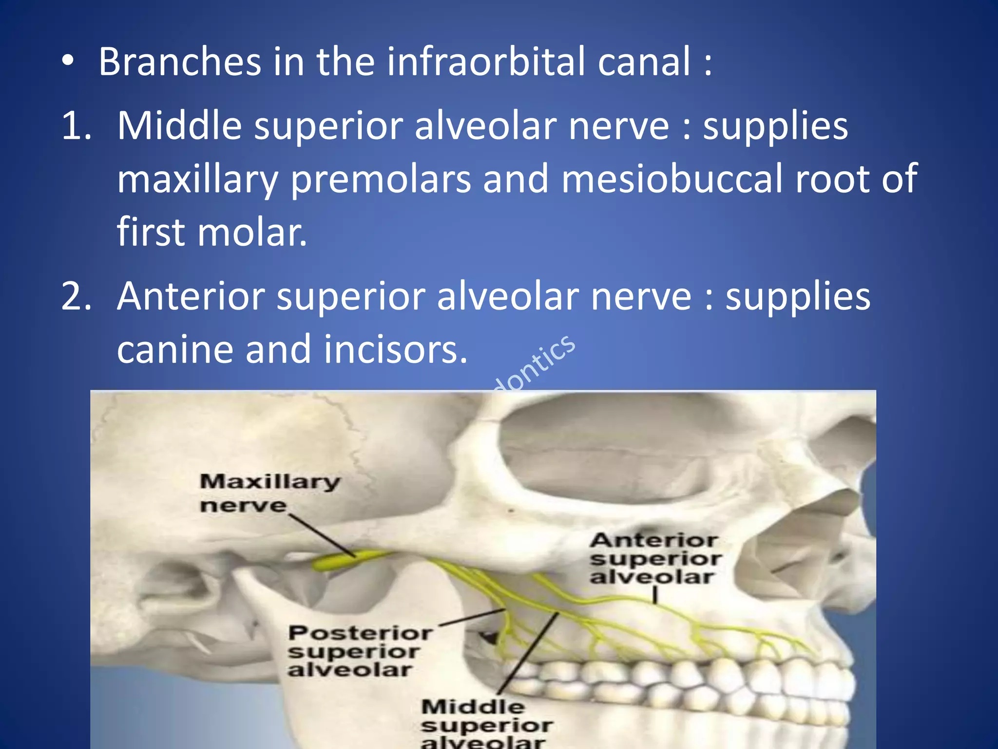 • Branches in the infraorbital canal :
1. Middle superior alveolar nerve : supplies
maxillary premolars and mesiobuccal root of
first molar.
2. Anterior superior alveolar nerve : supplies
canine and incisors.
 