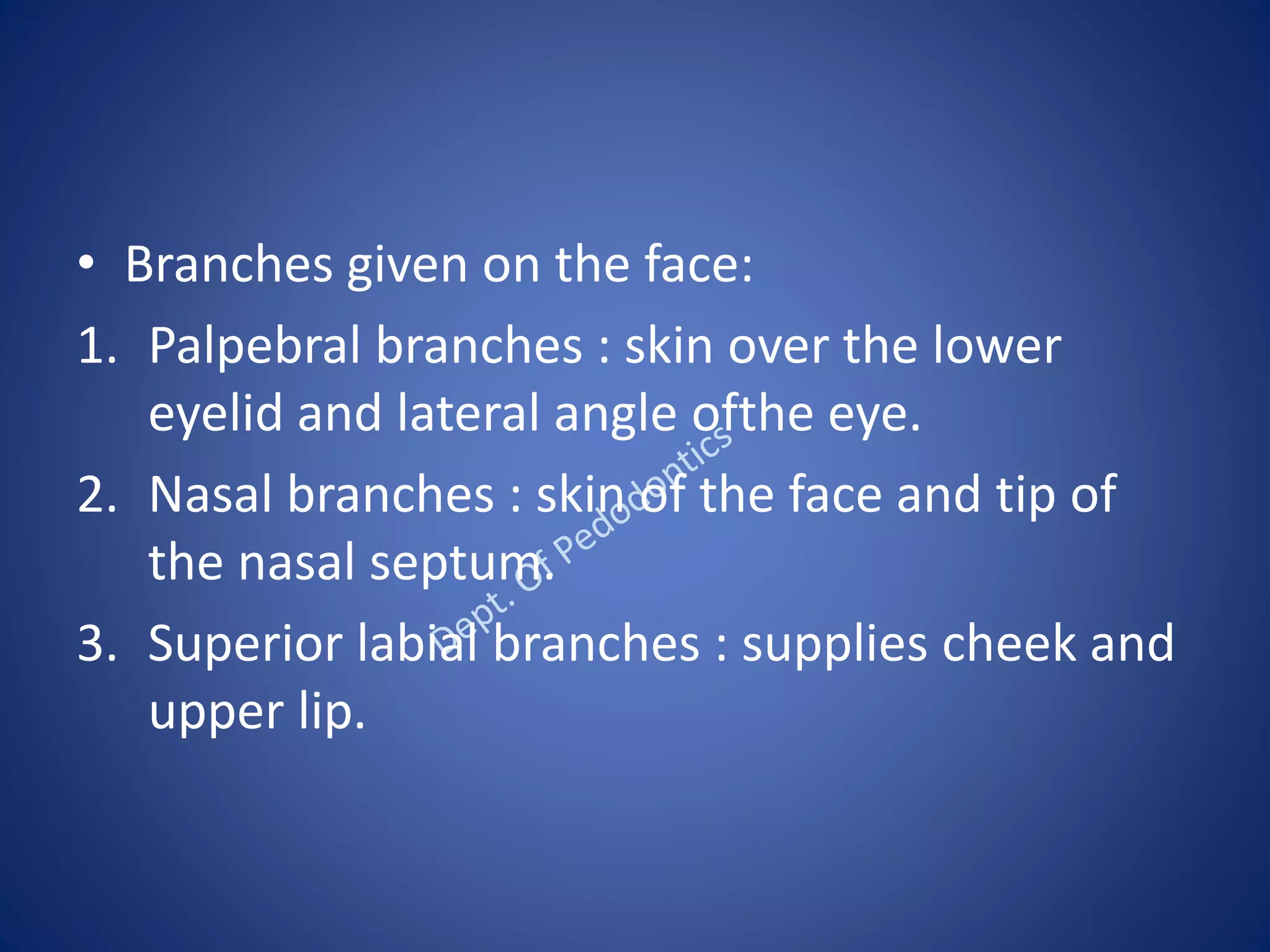 • Branches given on the face:
1. Palpebral branches : skin over the lower
eyelid and lateral angle ofthe eye.
2. Nasal branches : skin of the face and tip of
the nasal septum.
3. Superior labial branches : supplies cheek and
upper lip.
 