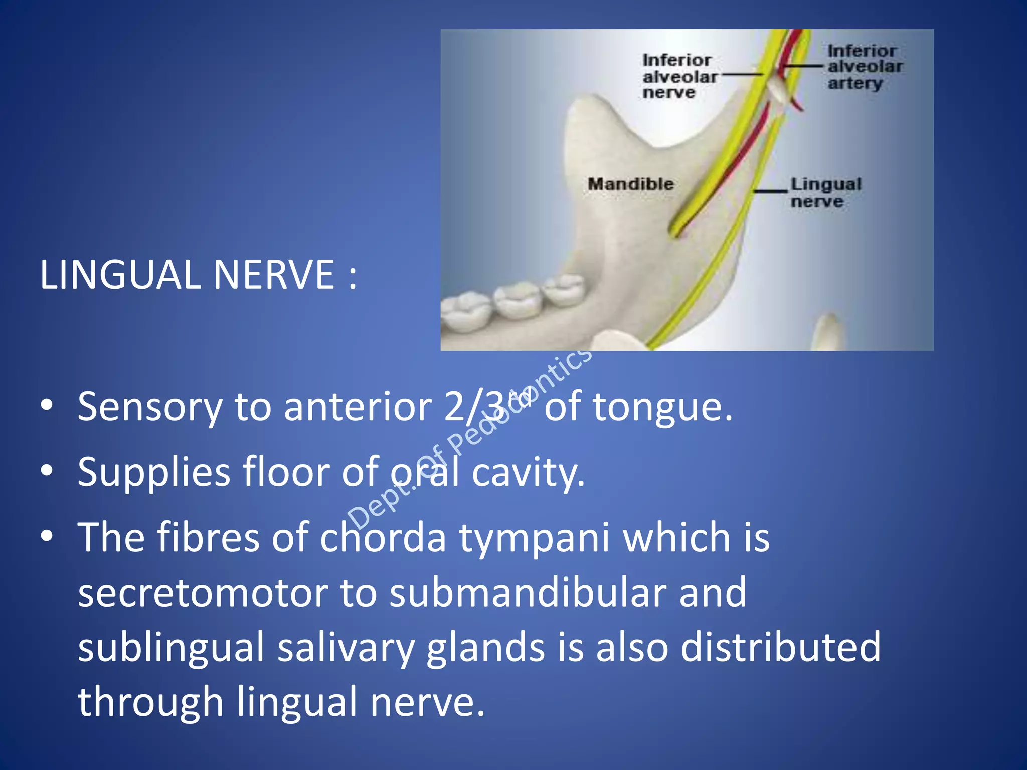 LINGUAL NERVE :
• Sensory to anterior 2/3rd of tongue.
• Supplies floor of oral cavity.
• The fibres of chorda tympani which is
secretomotor to submandibular and
sublingual salivary glands is also distributed
through lingual nerve.
 
