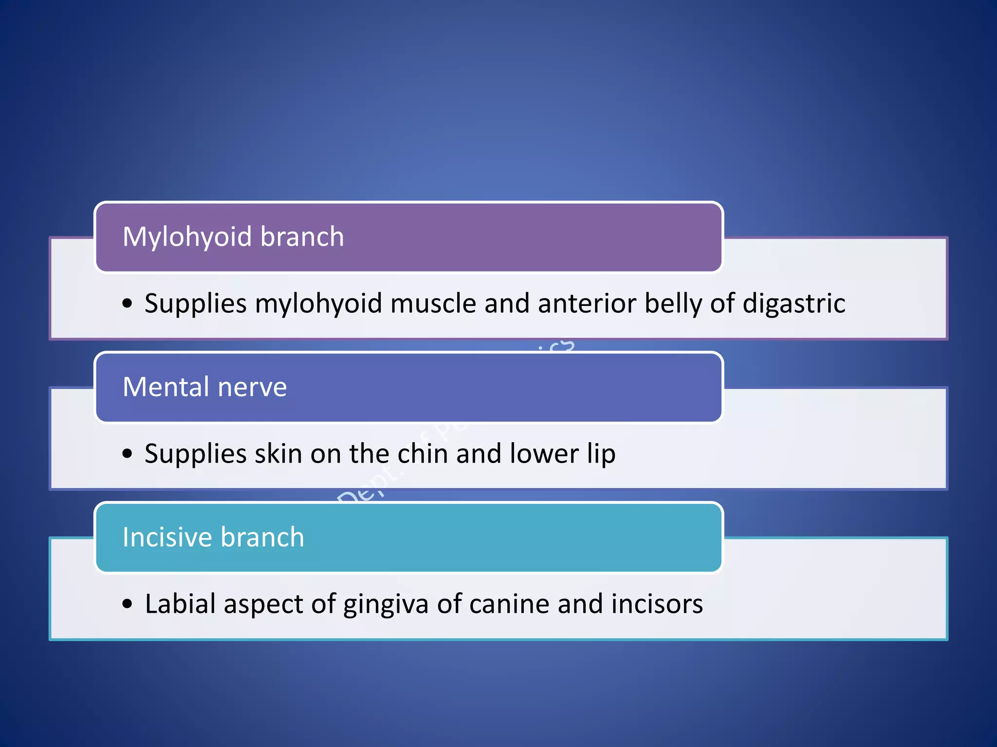 • Supplies mylohyoid muscle and anterior belly of digastric
Mylohyoid branch
• Supplies skin on the chin and lower lip
Mental nerve
• Labial aspect of gingiva of canine and incisors
Incisive branch
 