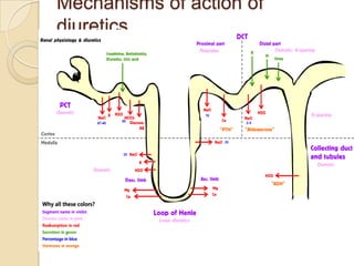 Mechanisms of action of
diuretics
 