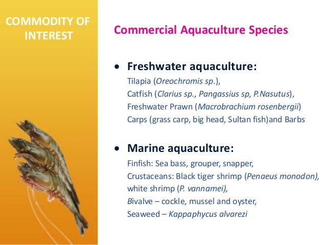 Prospect Overview Of Aquaculture In Malaysia English