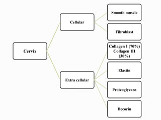 Cervix
Cellular
Smooth muscle
Fibroblast
Extra cellular
Collagen I (70%)
Collagen III
(30%)
Elastin
Proteoglycans
Decorin
 