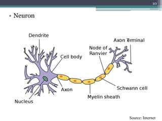 • Neuron
10
Source: Internet
 