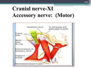 100
Cranial nerve-XI
Accessory nerve: (Motor)
 