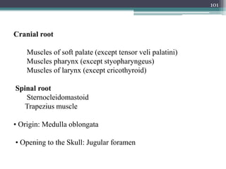 101
Cranial root
Muscles of soft palate (except tensor veli palatini)
Muscles pharynx (except styopharyngeus)
Muscles of larynx (except cricothyroid)
Spinal root
Sternocleidomastoid
Trapezius muscle
• Origin: Medulla oblongata
• Opening to the Skull: Jugular foramen
 