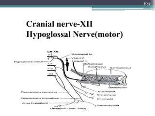 104
Cranial nerve-XII
Hypoglossal Nerve(motor)
 