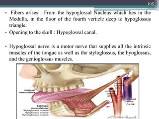 • Fibers arises : From the hypoglossal Nucleus which lies in the
Medulla, in the floor of the fourth verticle deep to hypoglossus
triangle.
• Opening to the skull : Hypoglossal canal.
• Hypoglossal nerve is a motor nerve that supplies all the intrinsic
muscles of the tongue as well as the styloglossus, the hyoglossus,
and the genioglossus muscles.
105
 