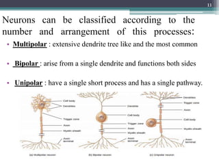Neurons can be classified according to the
number and arrangement of this processes:
• Multipolar : extensive dendrite tree like and the most common
• Bipolar : arise from a single dendrite and functions both sides
• Unipolar : have a single short process and has a single pathway.
11
 