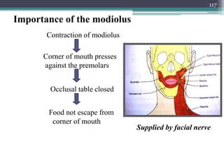 Importance of the modiolus
Supplied by facial nerve
Contraction of modiolus
Corner of mouth presses
against the premolars
Occlusal table closed
Food not escape from
corner of mouth
117
 