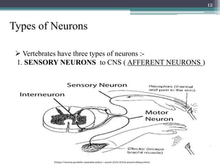 12
 Vertebrates have three types of neurons :-
1. SENSORY NEURONS to CNS ( AFFERENT NEURONS )
Types of Neurons
 