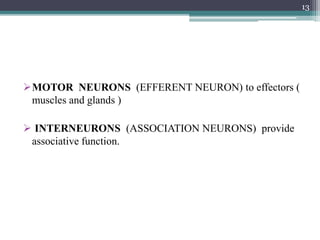 MOTOR NEURONS (EFFERENT NEURON) to effectors (
muscles and glands )
 INTERNEURONS (ASSOCIATION NEURONS) provide
associative function.
13
 