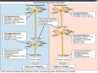 Gray’s anatomy of human body; Richard L.Drake, A.waynevoge,Adam W.M.mitchele:2nd edition
14
 