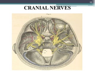 CRANIAL NERVES
15
 