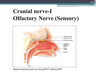 Cranial nerve-I
Olfactory Nerve (Sensory)
19
Human anatomy;kent-van-de-graff:6th edition;2001
 