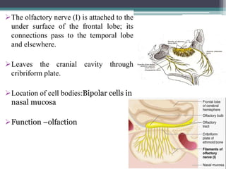 The olfactory nerve (I) is attached to the
under surface of the frontal lobe; its
connections pass to the temporal lobe
and elsewhere.
Leaves the cranial cavity through
cribriform plate.
Location of cell bodies:Bipolar cells in
nasal mucosa
Function –olfaction
20
 