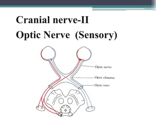 22
Cranial nerve-II
Optic Nerve (Sensory)
 