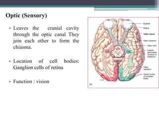 • Leaves the cranial cavity
through the optic canal They
join each other to form the
chiasma.
• Location of cell bodies:
Ganglion cells of retina
• Function : vision
Optic (Sensory)
23
 