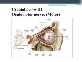 25
Cranial nerve-III
Oculomotor nerve: (Motor)
 