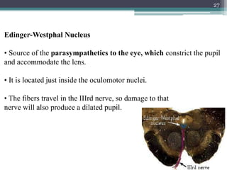 27
Edinger-Westphal Nucleus
• Source of the parasympathetics to the eye, which constrict the pupil
and accommodate the lens.
• It is located just inside the oculomotor nuclei.
• The fibers travel in the IIIrd nerve, so damage to that
nerve will also produce a dilated pupil.
 