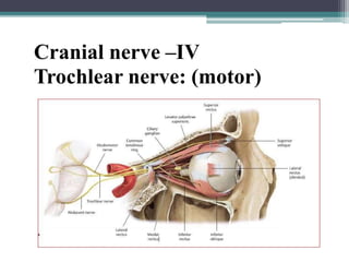 Cranial nerve –IV
Trochlear nerve: (motor)
29
 