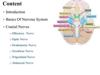 Content
• Introduction
• Basics Of Nervous System
• Cranial Nerves
o Olfactory Nerve
o Optic Nerve
o Oculomotor Nerve
o Trochlear Nerve
o Trigeminal Nerve
o Abducent Nerve
3
 