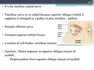• It’s the smallest cranial nerve
• Trochlear nerve is so called because superior oblique (which it
supplies) is arranged as a pulley (Latin: trochlea – pulley).
• Somatic efferent nerve
• Foramen:superior orbital fissure
• Location of cell bodies: trochlear nucleus
• Function : Motor impulses to superior oblique muscle of
eyeball.
Proprioception from superior oblique muscle of eyeball
30
 