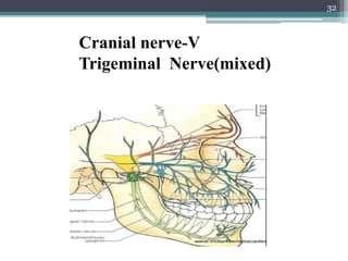 32
Cranial nerve-V
Trigeminal Nerve(mixed)
 