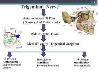 Trigeminal Nerve
33
Anterior Aspect Of Pons
( Sensory And Motor Root )
Middle Cranial Fossa
Meckel’s cavity ( Trigeminal Ganglion)
Ist Division
Ophthalmic
Superior orbital
fissure
IInd Division
Maxillary
Foramen Rotundum
IIIrd Division
Mandibular
Foramen Ovale
 