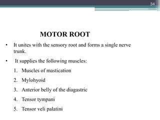 MOTOR ROOT
• It unites with the sensory root and forms a single nerve
trunk.
• It supplies the following muscles:
1. Muscles of mastication
2. Mylohyoid
3. Anterior belly of the diagastric
4. Tensor tympani
5. Tensor veli palatini
34
 
