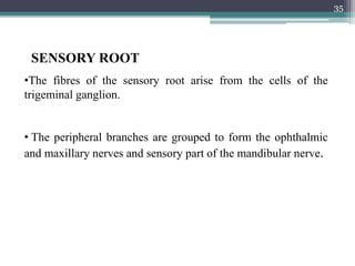 SENSORY ROOT
•The fibres of the sensory root arise from the cells of the
trigeminal ganglion.
• The peripheral branches are grouped to form the ophthalmic
and maxillary nerves and sensory part of the mandibular nerve.
35
 