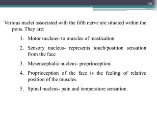 Various nuclei associated with the fifth nerve are situated within the
pons. They are:
1. Motor nucleus- to muscles of mastication
2. Sensory nucleus- represents touch/position sensation
from the face
3. Mesencephalic nucleus- proprioception.
4. Proprioception of the face is the feeling of relative
position of the muscles.
5. Spinal nucleus- pain and temperature sensation.
36
 