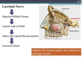 Lacrimal Nerve
Superior Orbital Fissure
Lateral wall of Orbit
Above the Lateral Rectus muscle
Lacrimal Gland
38
Supplies the lacrimal gland, the conjunctiva
and upper eyelid
 