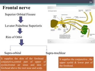 Frontal nerve
39
Superior Orbital Fissure
Levator Palpebrae Superioris
Rim of Orbit
Supra-orbital Supra-trochlear
It supplies the skin of the forehead ,
conjunctiva,central part of upper of
eyelid,frontal air sinus and skin of
forehead above the root nose and scalp.
It supplies the conjunctiva , the
upper eyelid & lower part of
the forehead.
 