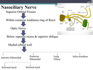 Nasociliary Nerve
Superior Orbital Fissure
Within common tendinous ring of Recti
Optic Nerve
Below superior rectus & superior oblique
Medial orbital wall
40
Anterior Ethmoidal
Posterior
Ethmoidal
Long
Ciliary
Infra-trochlear
External nasal Internal nasal
 