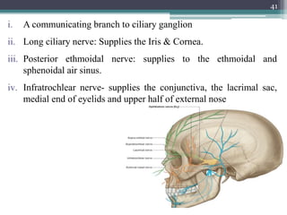 i. A communicating branch to ciliary ganglion
ii. Long ciliary nerve: Supplies the Iris & Cornea.
iii. Posterior ethmoidal nerve: supplies to the ethmoidal and
sphenoidal air sinus.
iv. Infratrochlear nerve- supplies the conjunctiva, the lacrimal sac,
medial end of eyelids and upper half of external nose
41
 