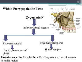43
Within Pterygopalatine Fossa
Zygomatic N
Inferior Orbital Fissure
Zygomaticotemporal
Skin of temple
Zygomaticofacial
Facial prominence of
cheek
Posterior superior Alveolar N. - Maxillary molars , buccal mucosa
in molar region
 