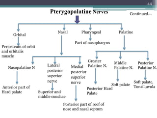 44
Continued….Pterygopalatine Nerves
Orbital
Nasal Palatine
Greater
Palatine N.
Middle
Palatine N.
Posterior
Palatine N.
Posterior Hard
Palate
Soft palate
Soft palate,
Tonsil,uvula
Periosteum of orbit
and orbitalis
muscle
Nasopalatine N Medial
posterior
superior
nerve
Lateral
posterior
superior
nerve
Anterior part of
Hard palate Superior and
middle conchae
Posterior part of roof of
nose and nasal septum
Pharyngeal
Part of nasopharynx
 