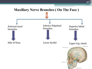 46
Maxillary Nerve Branches ( On The Face )
Inferior Palpebral
branches
External nasal
branches
Superior labial
branches
Lower Eyelid Upper Lip, cheekSide of Nose
 