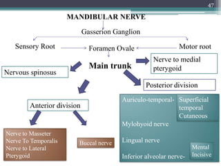 47
Sensory Root
MANDIBULAR NERVE
Gasserion Ganglion
Motor root
Nervous spinosus
Foramen Ovale
Main trunk
Nerve to medial
pterygoid
Anterior division
Posterior division
Buccal nerve
Nerve to Masseter
Nerve To Temporalis
Nerve to Lateral
Pterygoid
Auriculo-temporal-
Mylohyoid nerve
Lingual nerve
Inferior alveolar nerve-
Superficial
temporal
Cutaneous
Mental
Incisive
 