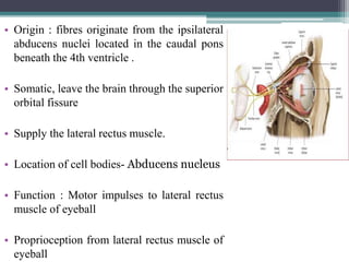 • Origin : fibres originate from the ipsilateral
abducens nuclei located in the caudal pons
beneath the 4th ventricle .
• Somatic, leave the brain through the superior
orbital fissure
• Supply the lateral rectus muscle.
• Location of cell bodies- Abducens nucleus
• Function : Motor impulses to lateral rectus
muscle of eyeball
• Proprioception from lateral rectus muscle of
eyeball 57
 