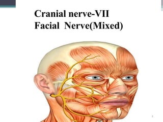 Cranial nerve-VII
Facial Nerve(Mixed)
2
59
 